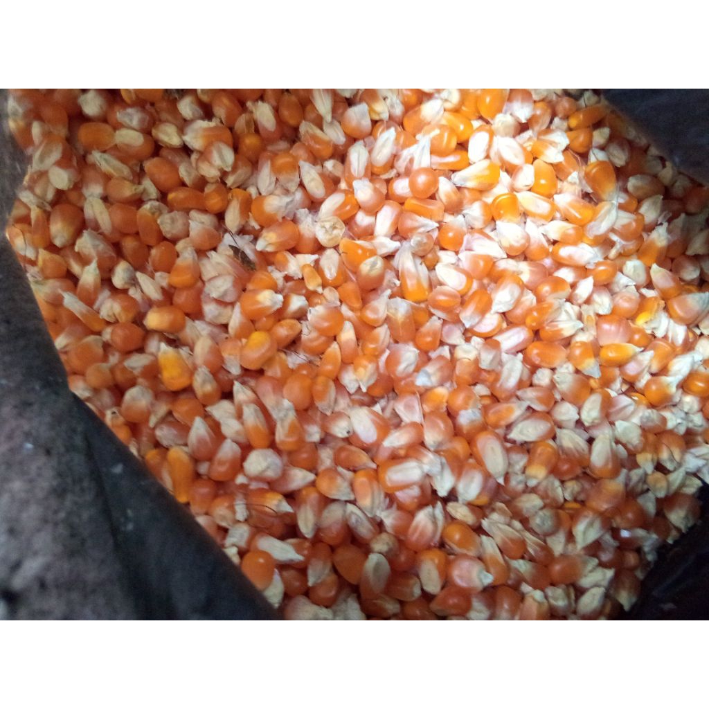 Jagung Pipil Kering 1 kg