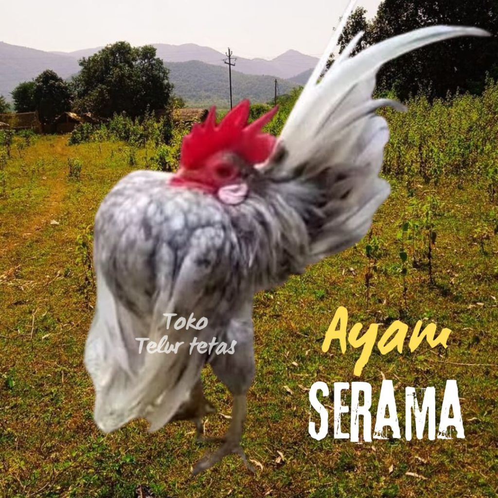 telur ayam Serama kontes asli untuk ditetaskan
