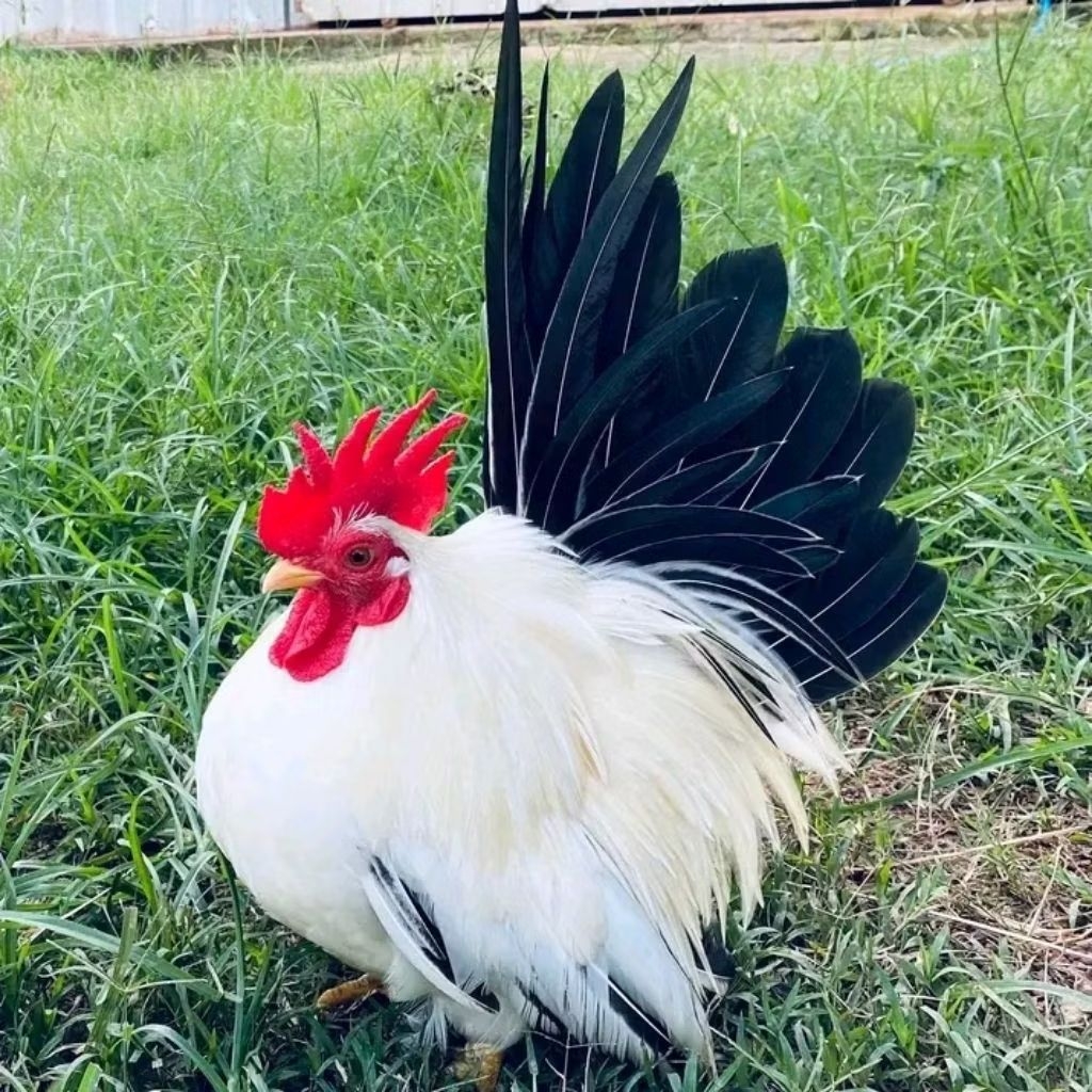 telur ayam kate ceper asli untuk ditetaskan