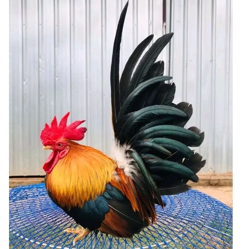 telur ayam kate ceper untuk ditetaskan