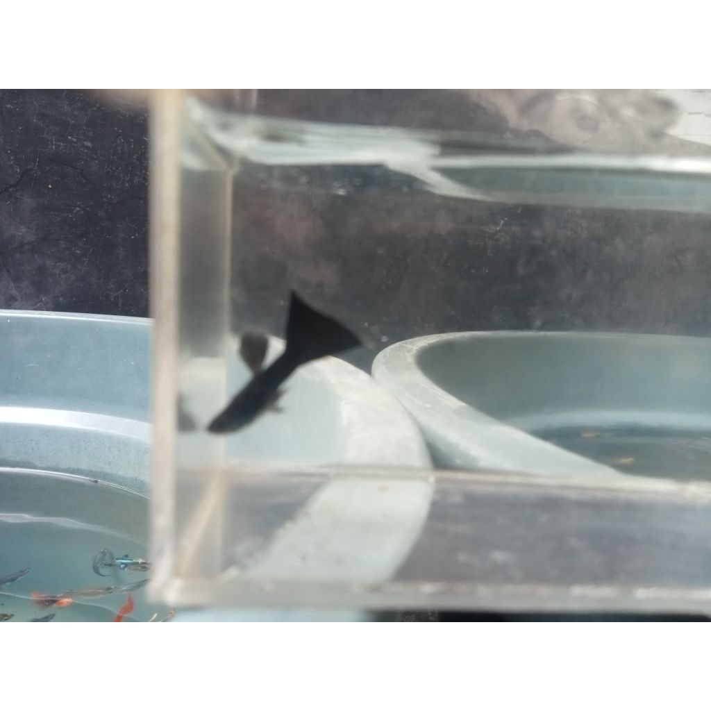 hiasan aquarium,Guppy black moscow sepasang