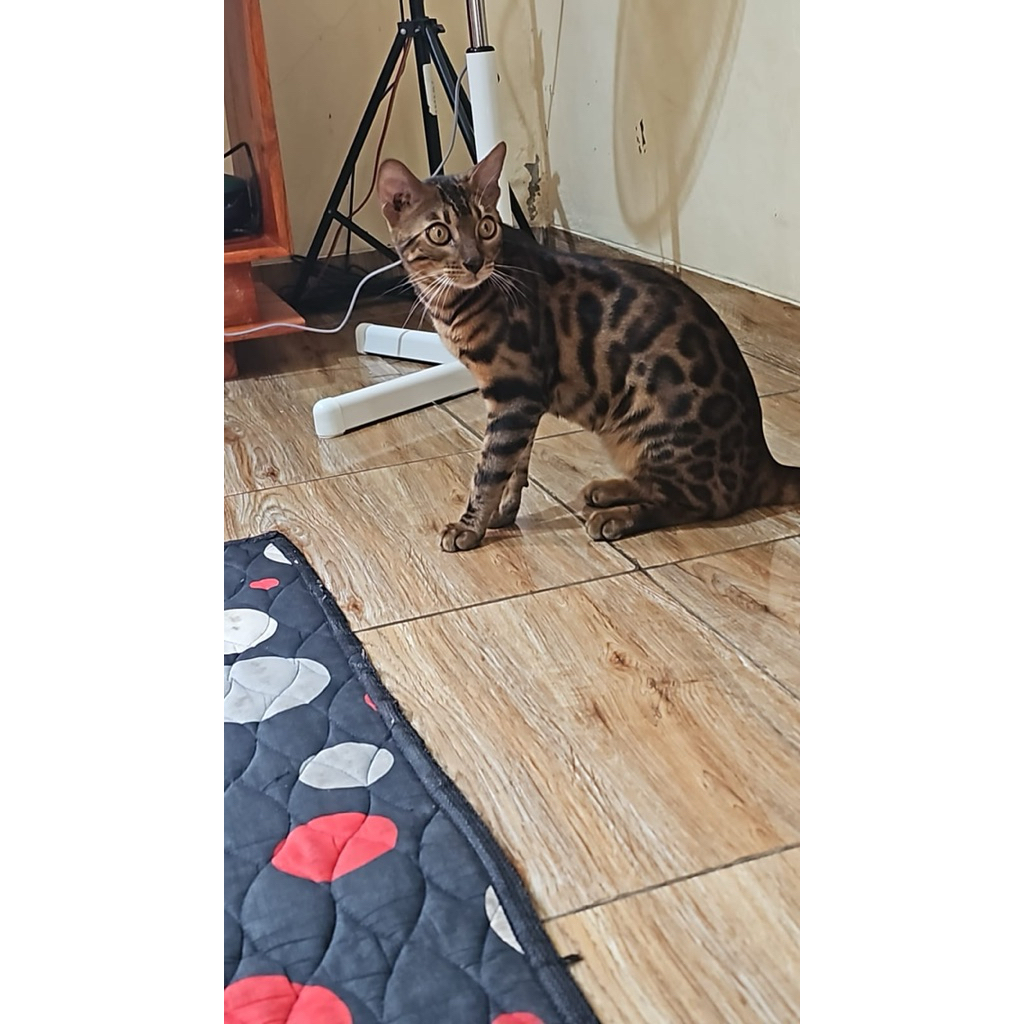 BENGAL MALE NON PED USIA 10 BULAN