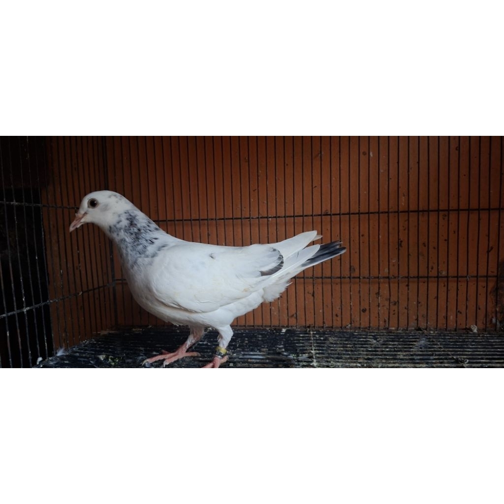 merpati anakan blorok hitam