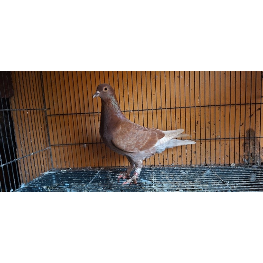merpati betina kelabu jembros