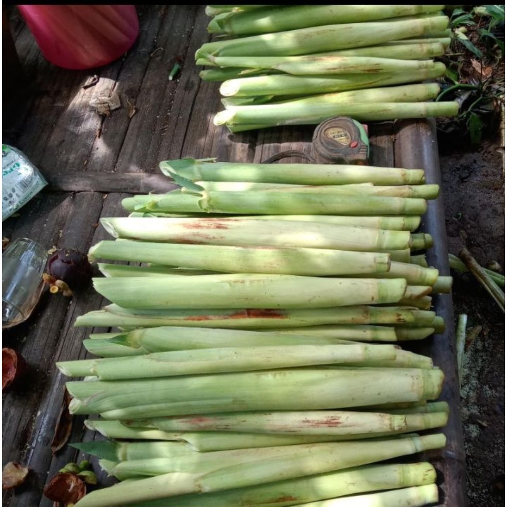 Terubuk telor tebu 1 kg