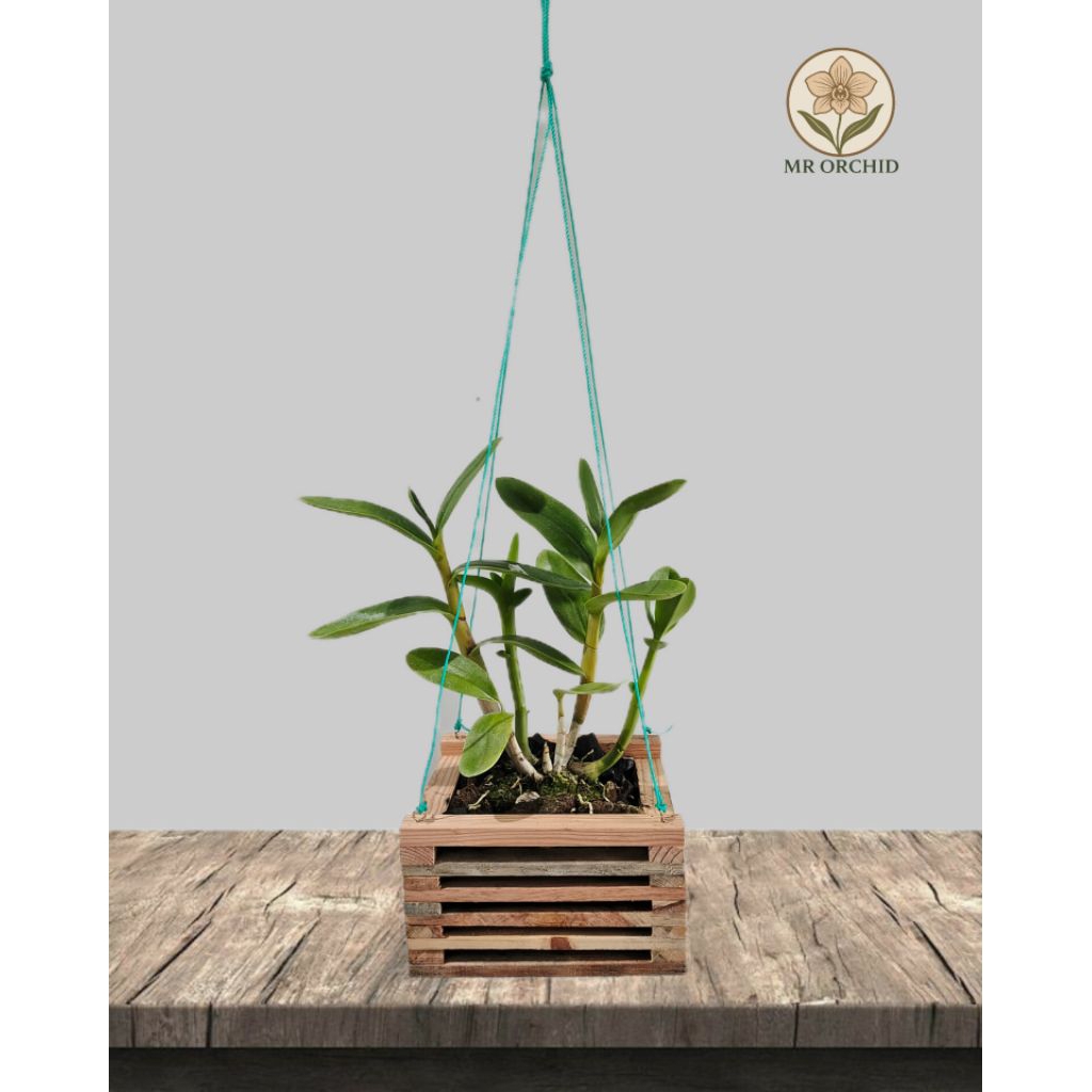 pot anggrek/pot gantung/pot aesthetic/pot kayu/pot kayu pinus/pot murah meriah