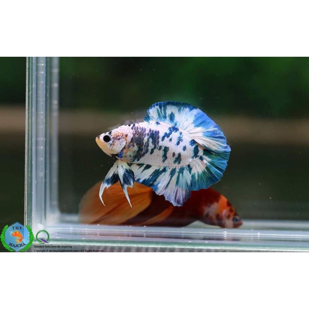 PLAKAT BLU PANDA LINE BLU RIM