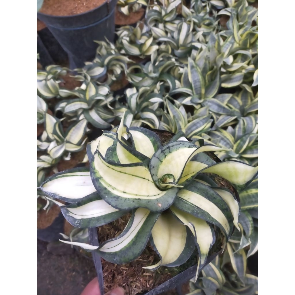 Sansivera Golden Wendy Penyerap karbondioksida