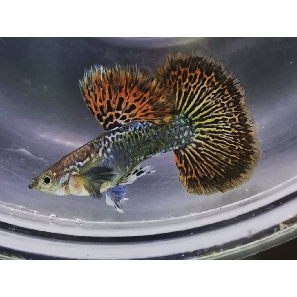 Guppy Red dragon halfmoon/pasang