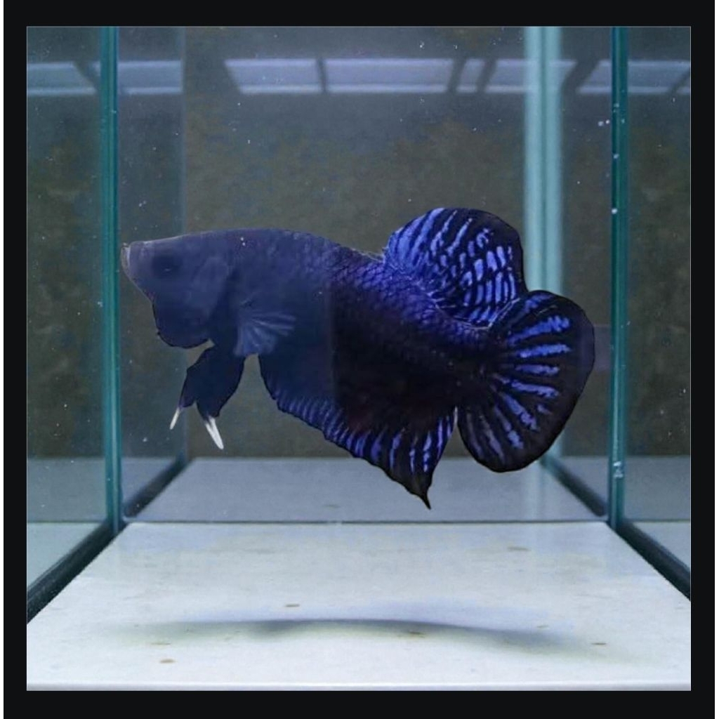 CUPANG MDS SUPER GIGI TAJAM SIZE M+