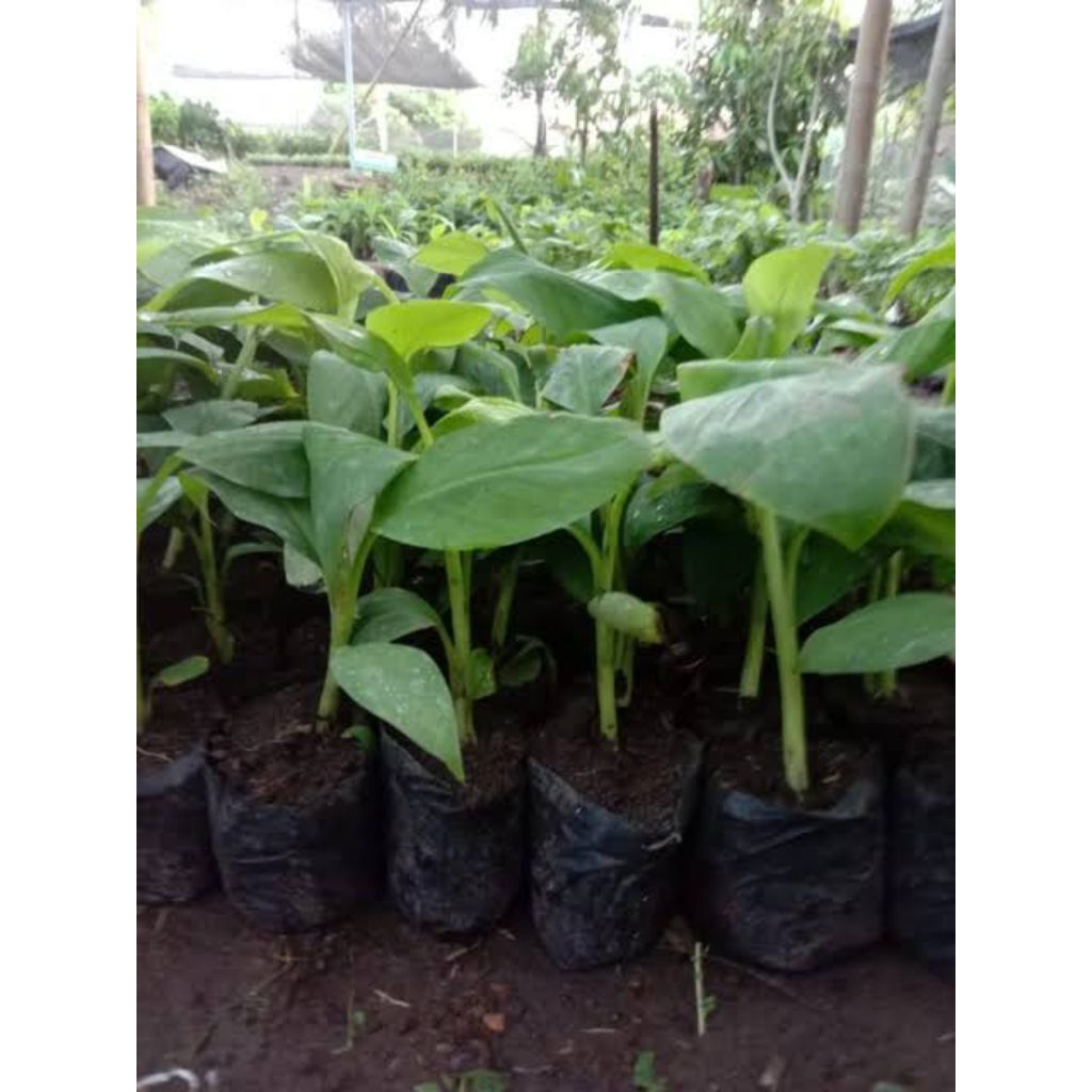 BIBIT KULTUR JARINGAN PISANG CAVENDISH CJ40
