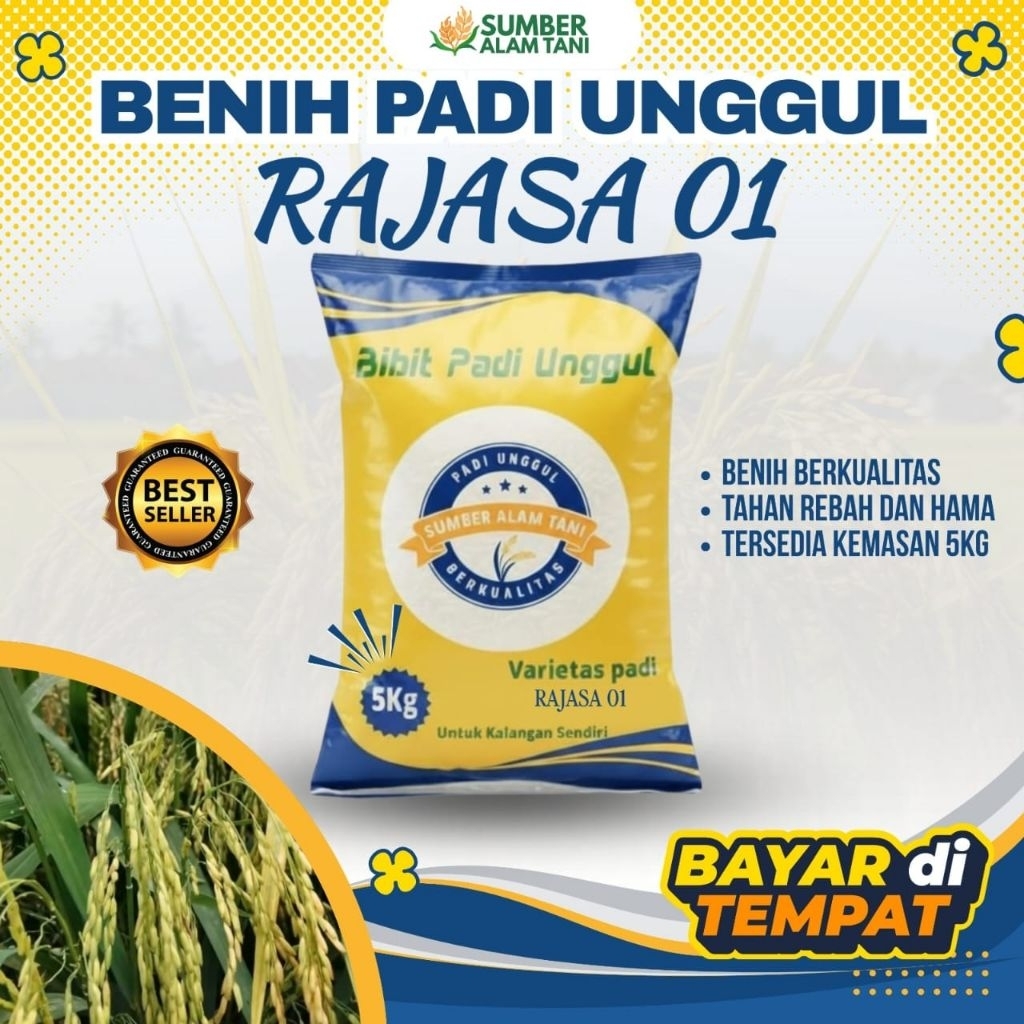 bibit padi unggul Rajasa 01 kemasan 5 kg
