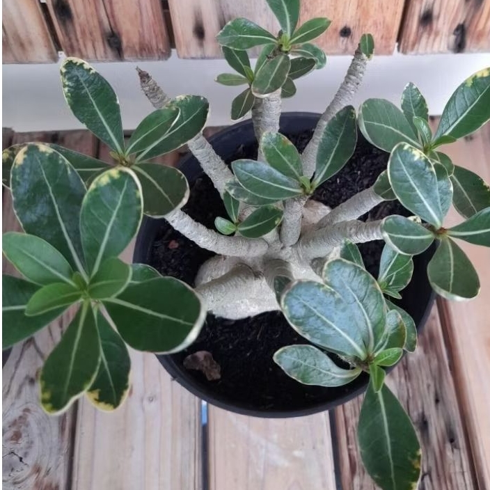 Adenium Arabicum Godji x RB Varigata