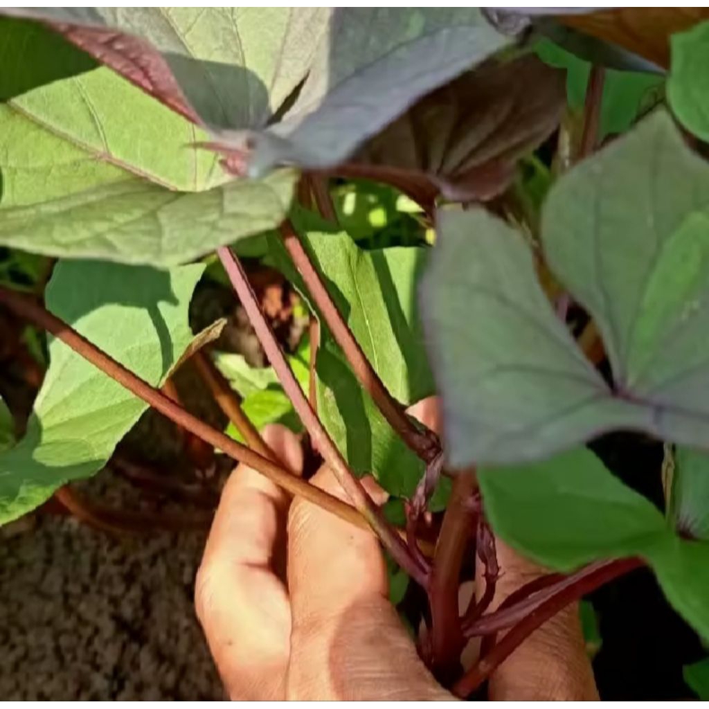 25 batang bibit umbi ungu super ubi ungu