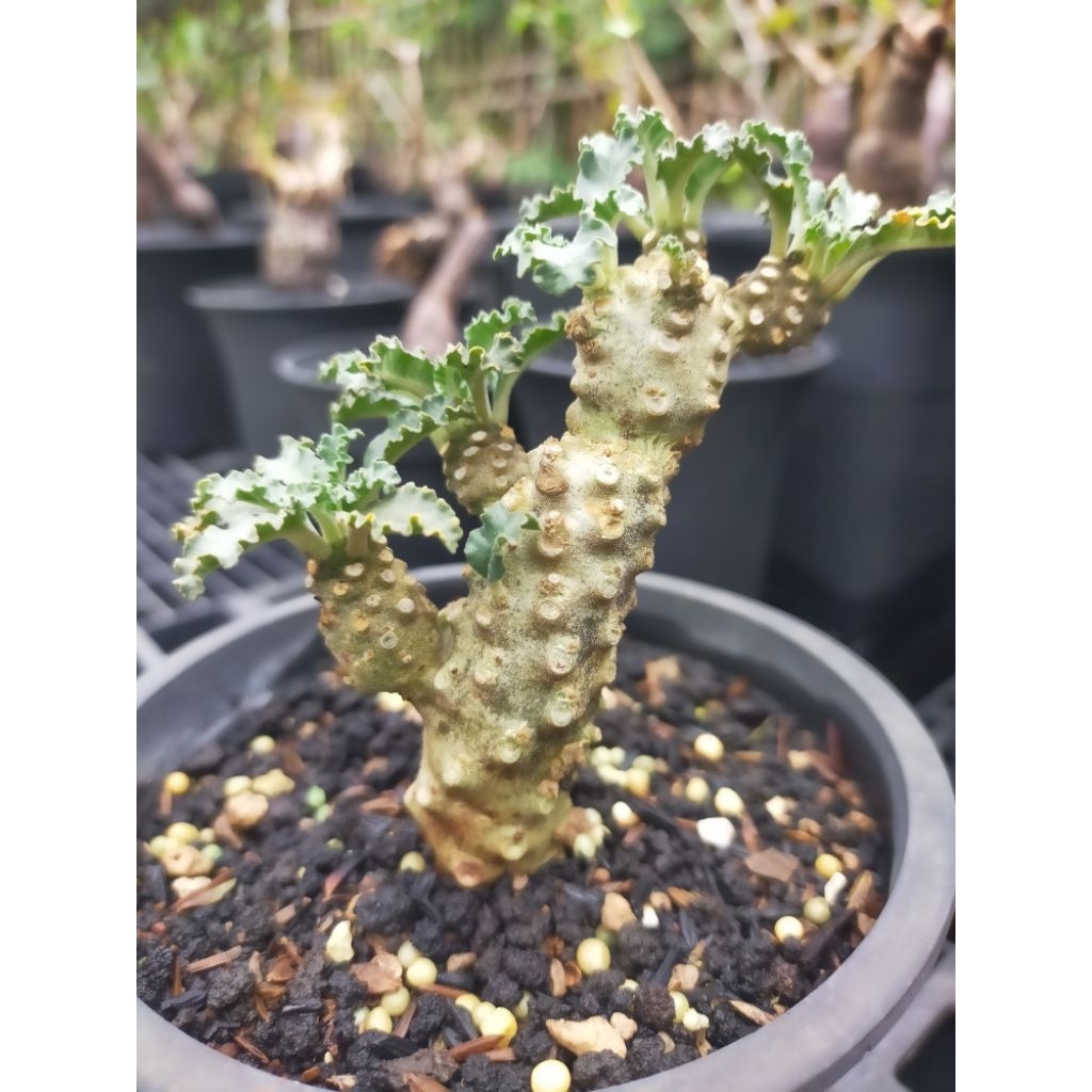 DORSTENIA LAVRANI bunga betina tanaman unik langka