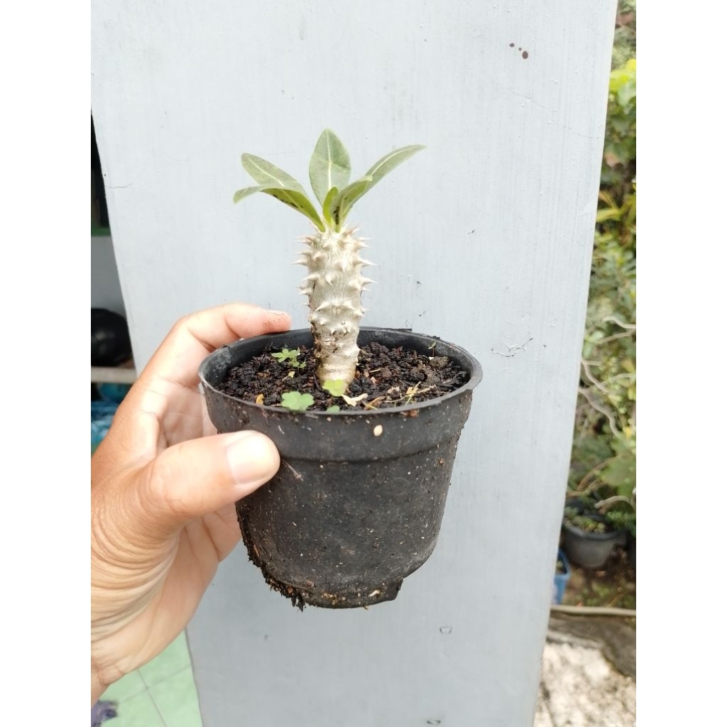 Pachypodium horombense