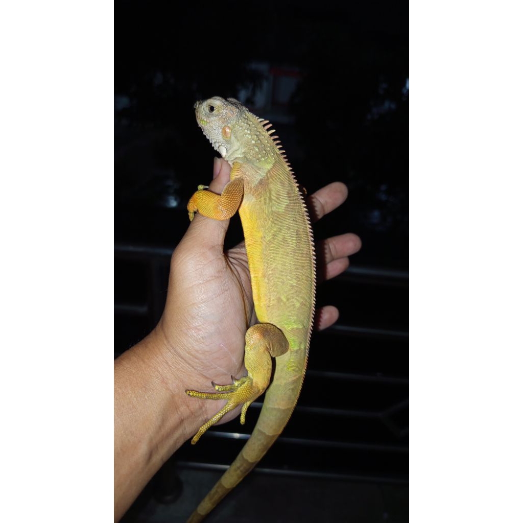 Iguana Green Mix motif Army Juve unik jarang ada.