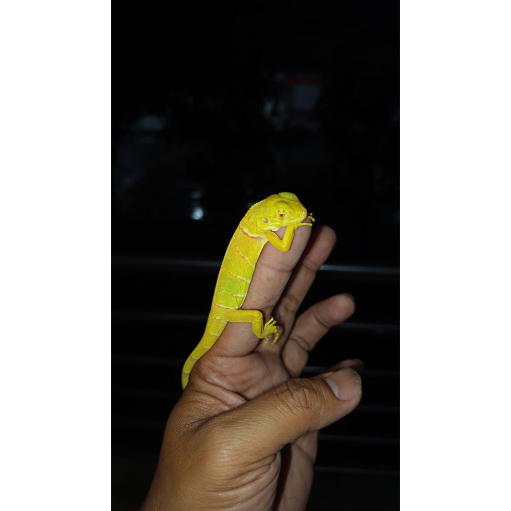 Iguana Red Albino Het Snow Baby