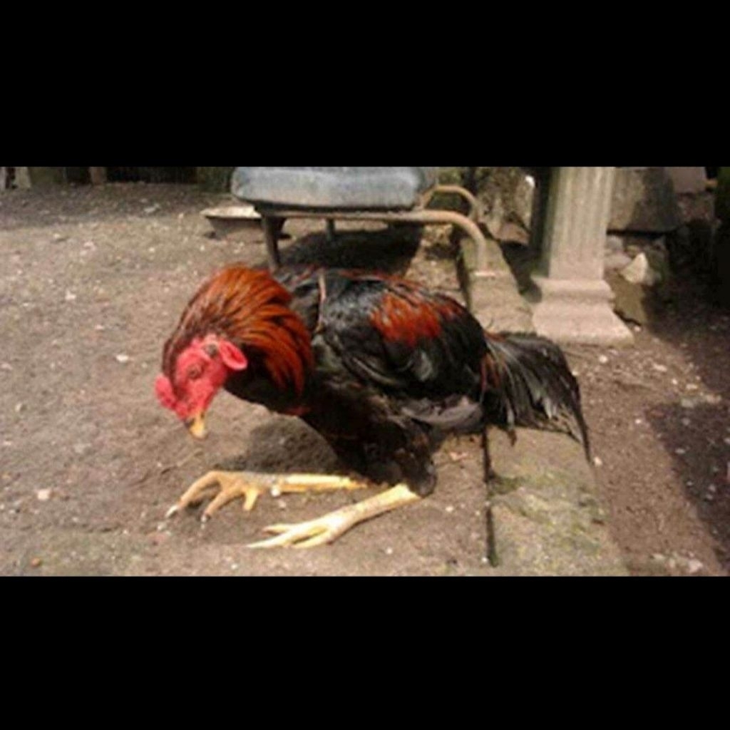 Obat Ayam Lumpuh Lemas 25 Kapsul | Obat Lumpuh Ayam | Kapsul Ayam Lumpuh