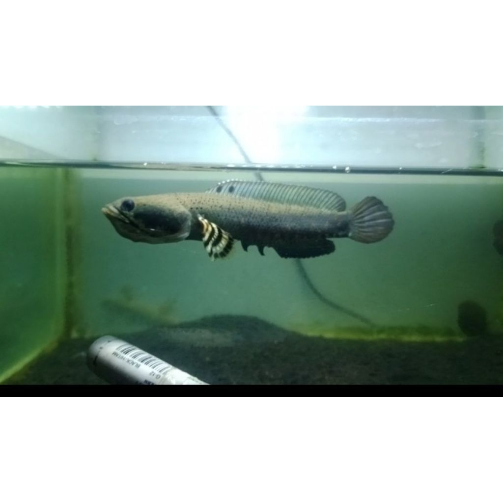 blue pulchra keepan size 15