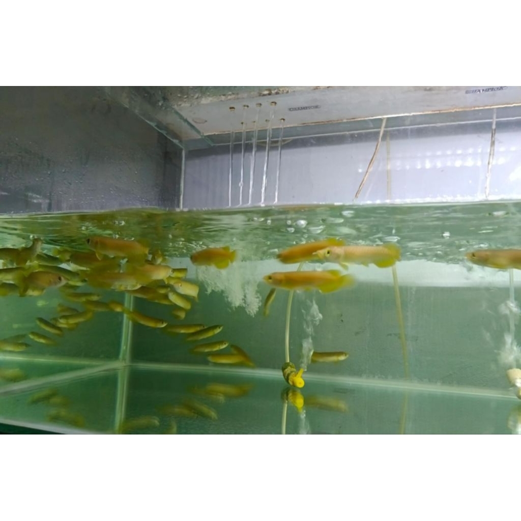 GoldenCrossback 24k malaysia 8-9cm