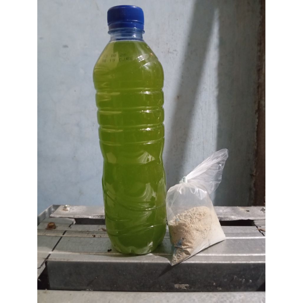 PAKET KULTUR CHLORELLA || CHLORELLA || PAKAN KUTU AIR || PAKAN MOINA