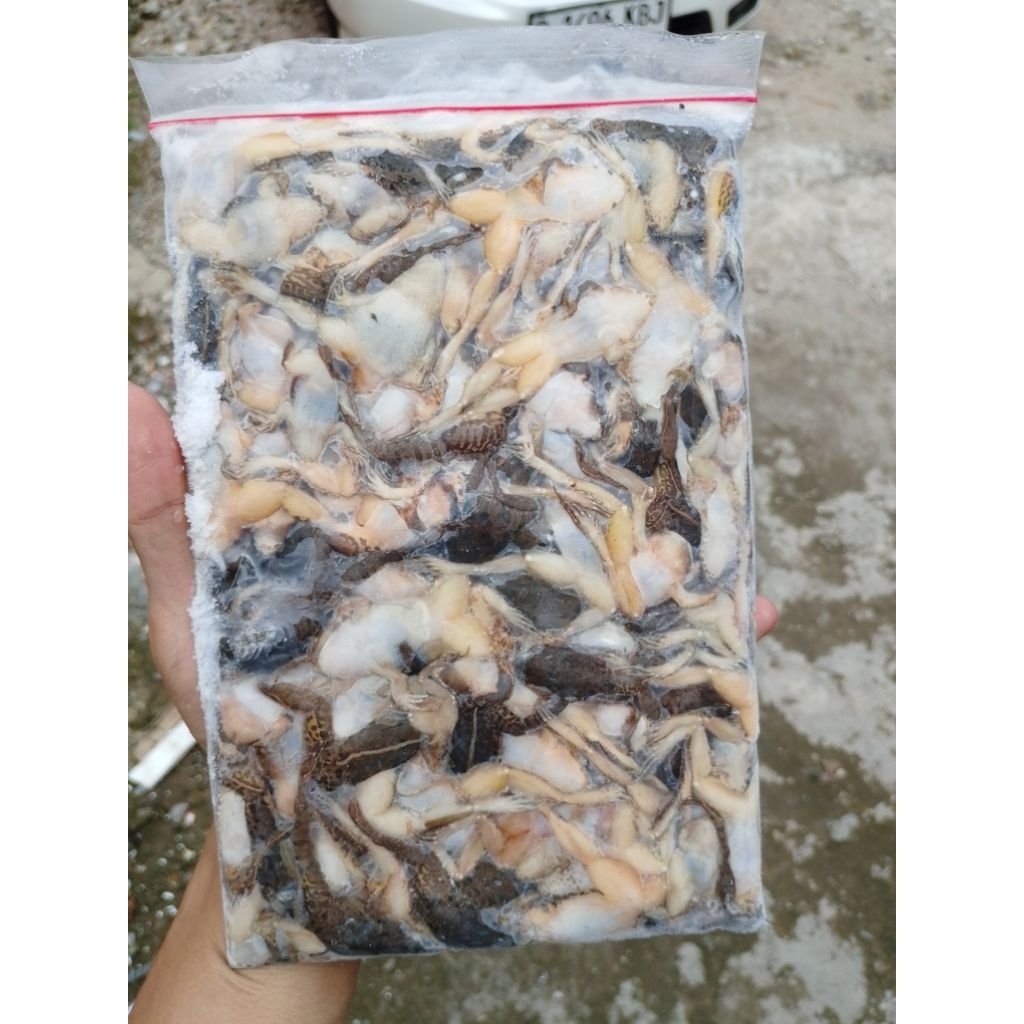 KODOK BEKU / KODOK SAWAH BEKU /KODOK SAWAH BEKU ISI 100 EKOR/KODOK SAWAH BEKU MURAH