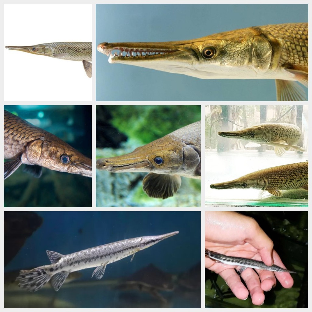 Pengharum FLORIDA GAR 8-9cm Koleksi Mainan Anak - Asli dan Hidup Bukan Mainan