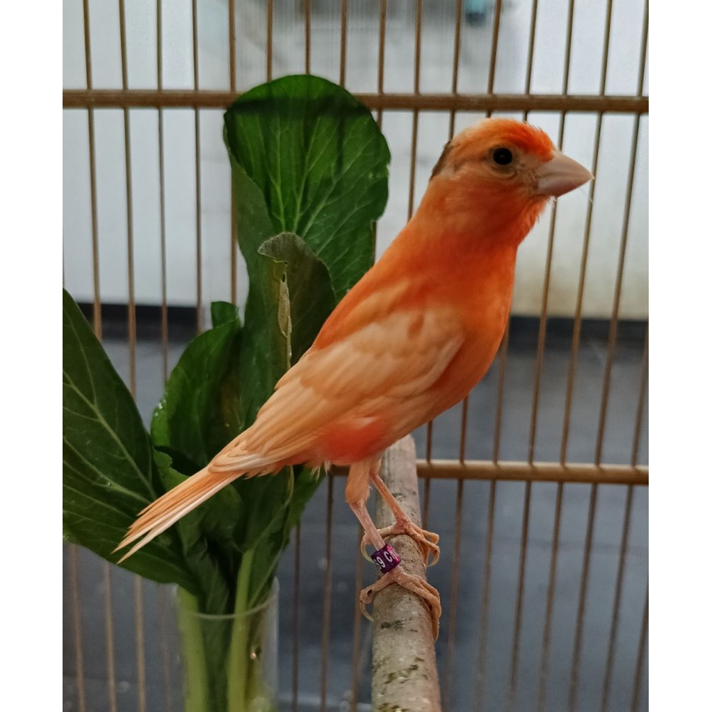 Kenari merlok Bahan Fik jantan usia 3 bln