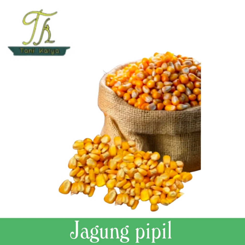 JAGUNG PIPIL JAGUNG AYAM SUPER KERING | JAGUNG UTUH PAKAN AYAM |500GRAM & 1KG