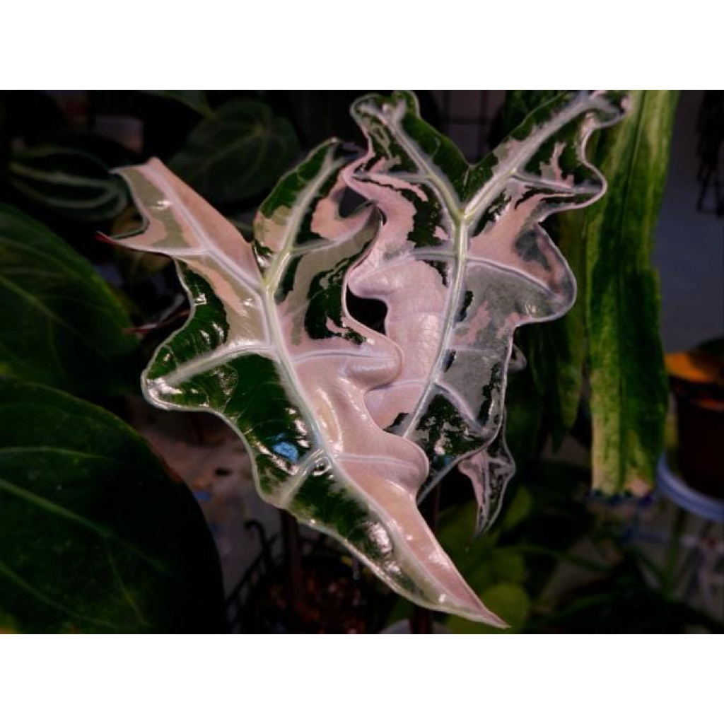 ALOCASIA NOBILIS PINK KOREA