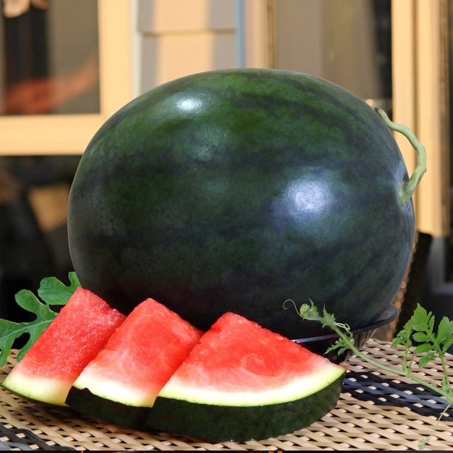 Benih Semangka Non Biji Arsenal F1 Bintang Asia (Kulit Gelap)