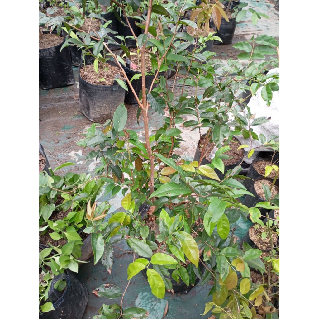 bibit pohon anggur Brazil (escarlate) berbunga berbuah full media rimbun