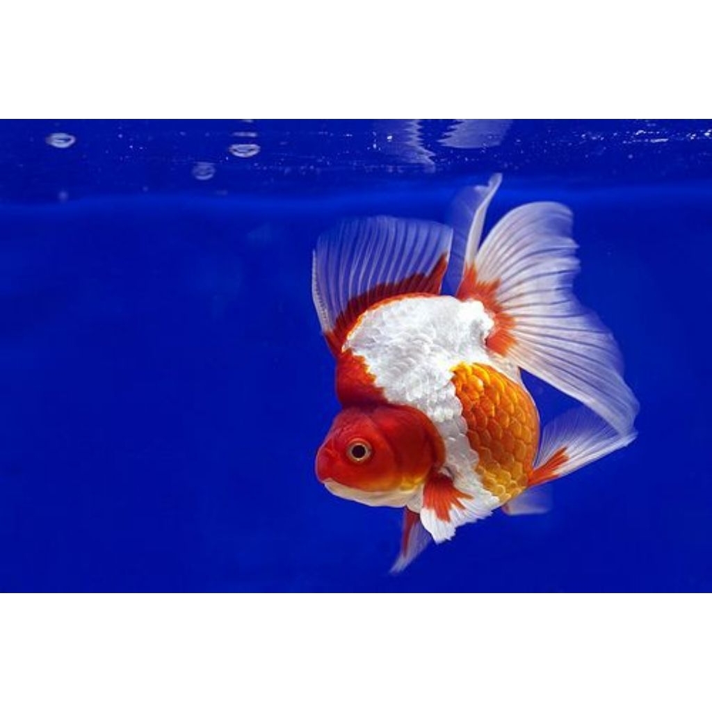 Minyak Ikan Mas Koki Ryukin Punuk Unta Berkualitas Size (L)