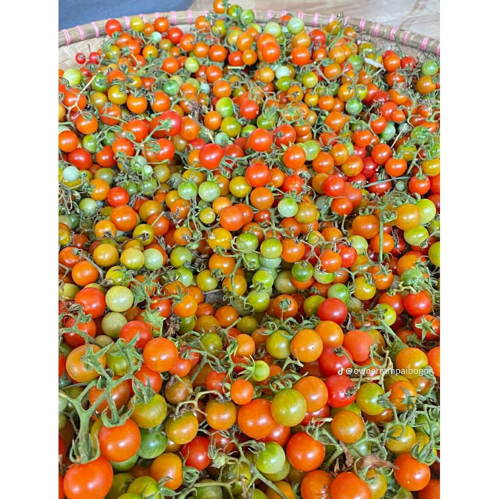 Tomat Rampai Ranggem Khas lampung segar 500gr