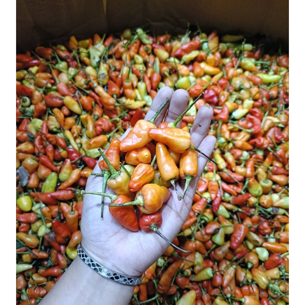 cabe rawit merah (cabe pedas merah) 1KG
