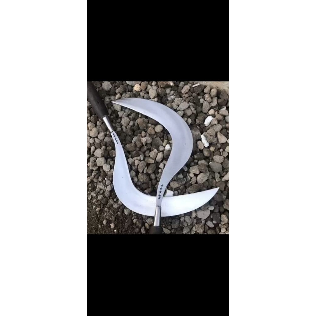 sabit rumput asli baja original khas Madura