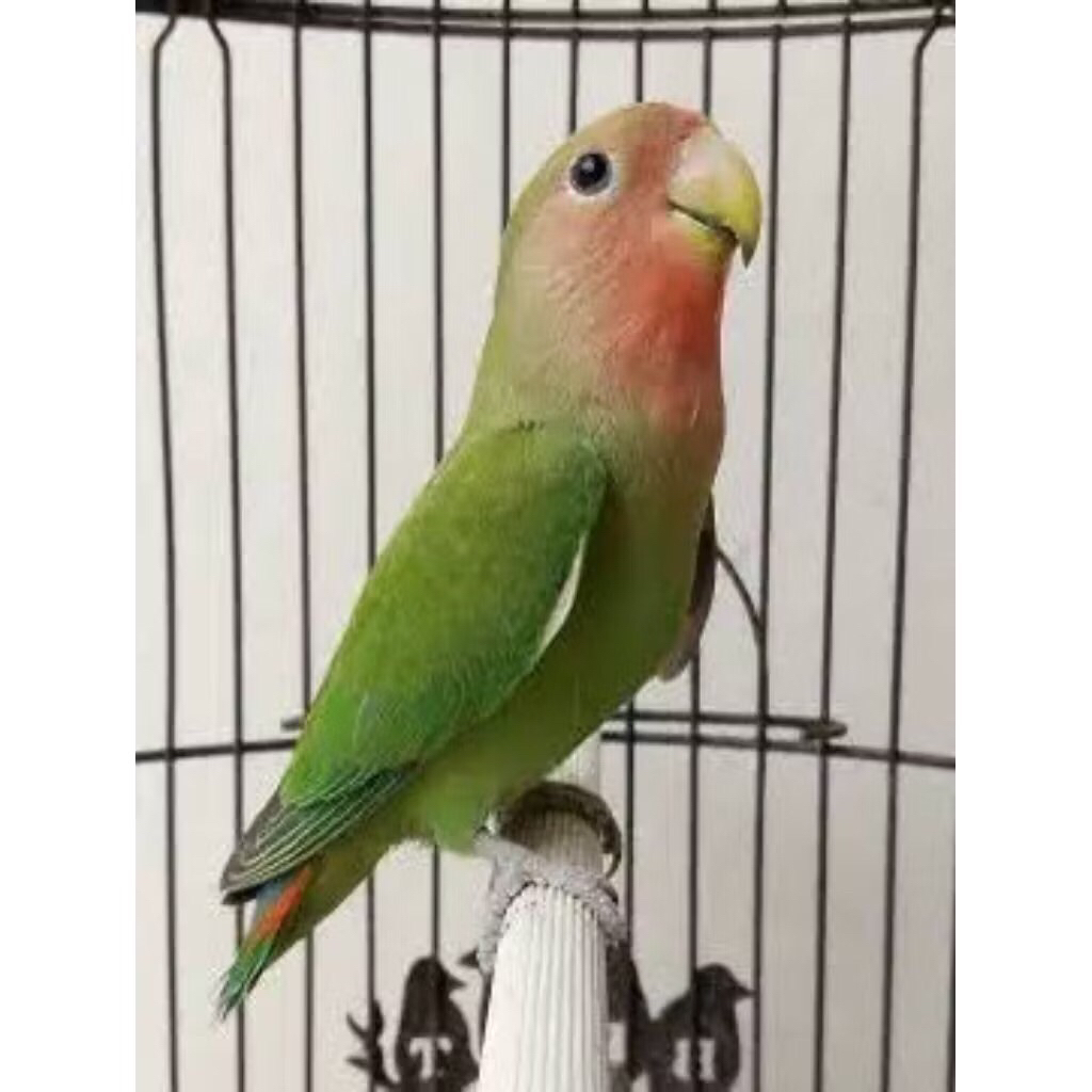 Burung Lovebird Non Klep hijau pilihan