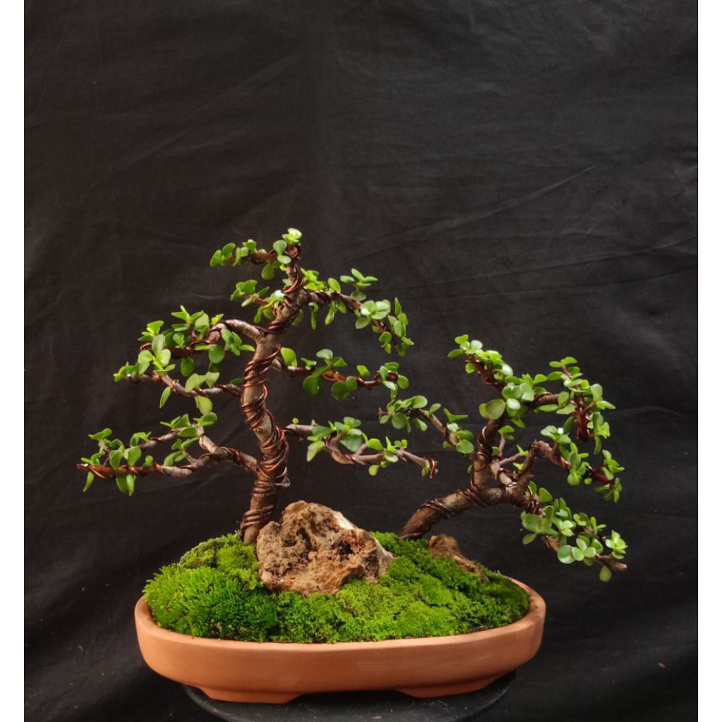 portulacaria afra panorama