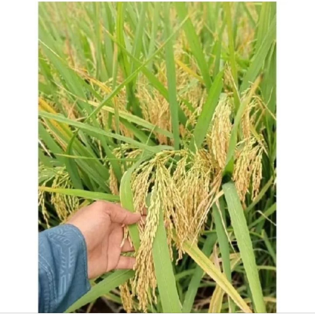 PADI SUPER CIHERANG JUMBO 5KG BEST SELER