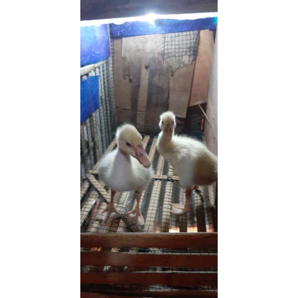 Anakan Soang/Anakan angsa