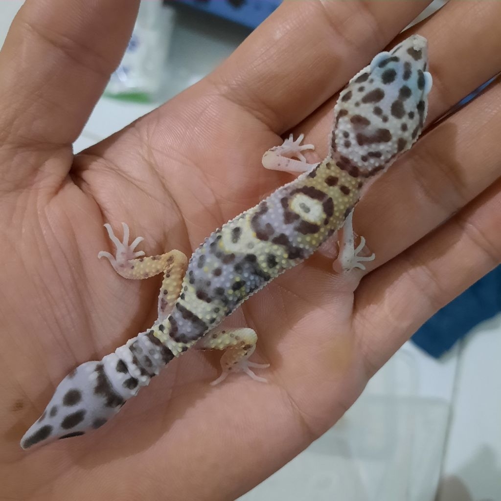 Minus Ekor Gecko Leopard Macksnow Pernah Putus Ekor