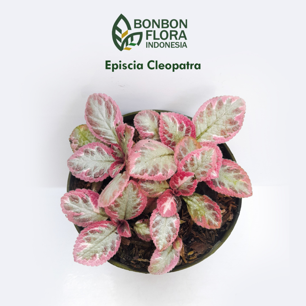 Episcia Cleopatra – Tanaman Hias Daun Corak pink/merah muda | Satuan Pot 7 / Rimbun Pot 12