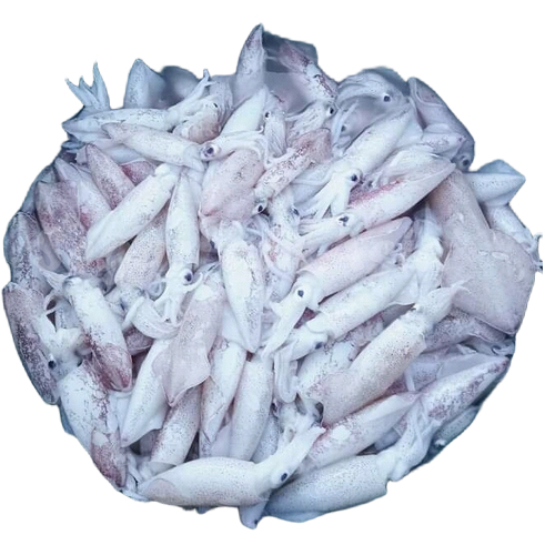 Cumi 1Kg Cumi Segar Cumi Basah Seafood Cumi Cumi Basah Segar 1Kg Cumi Sero Cumi Zero Cumi Cantik