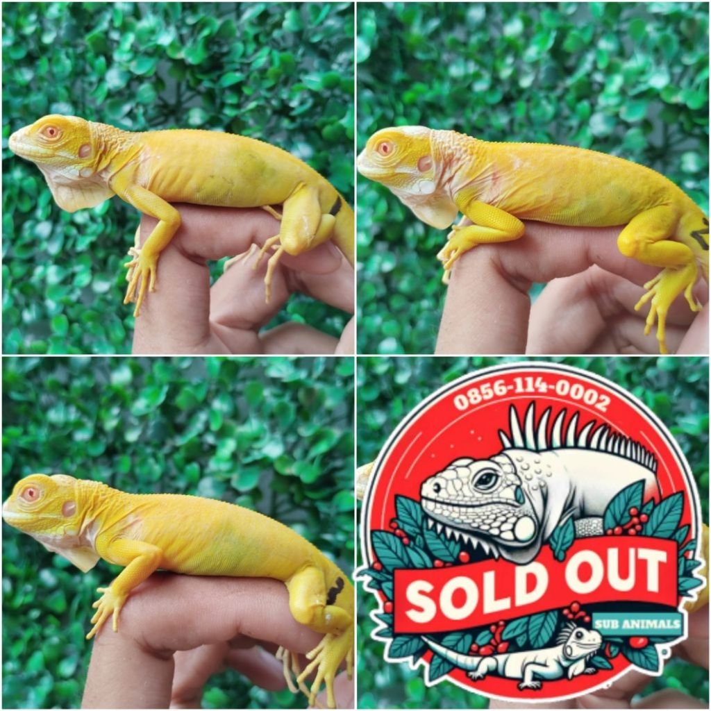 pelet Iguana Baby Albino 27cm (bisa pilih)