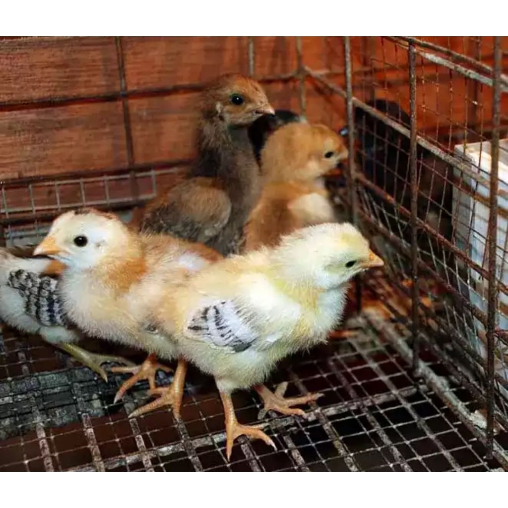 Bibit Ayam Kampung Super (Joper) vaksin - pengiriman Aman.