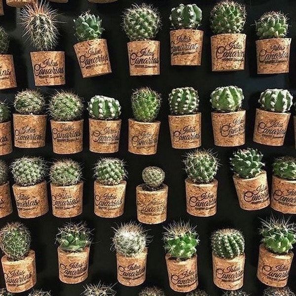 Souvenir kaktus mini