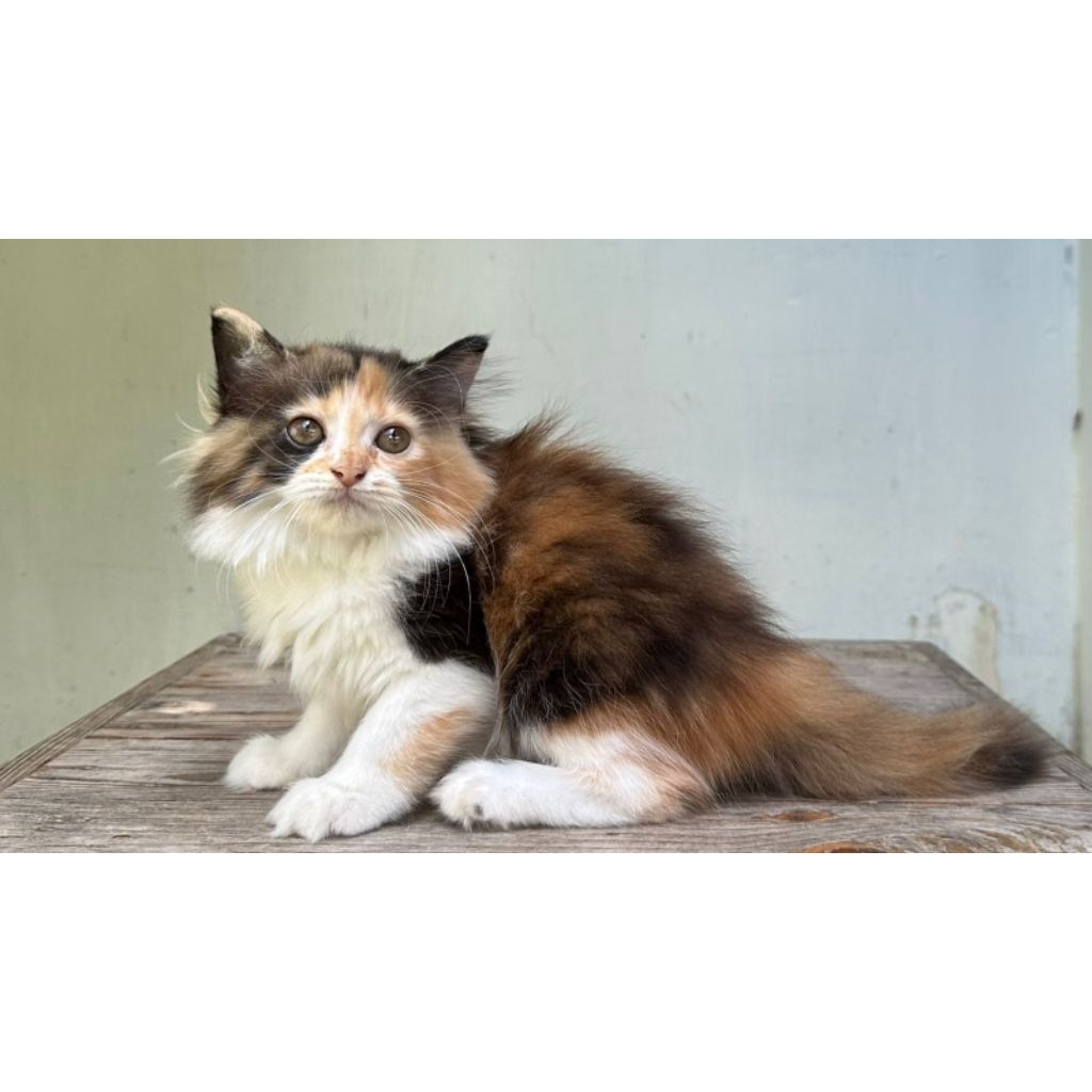 KUCING PERSIA MEDIUM BETINA 2 BULAN CALICO