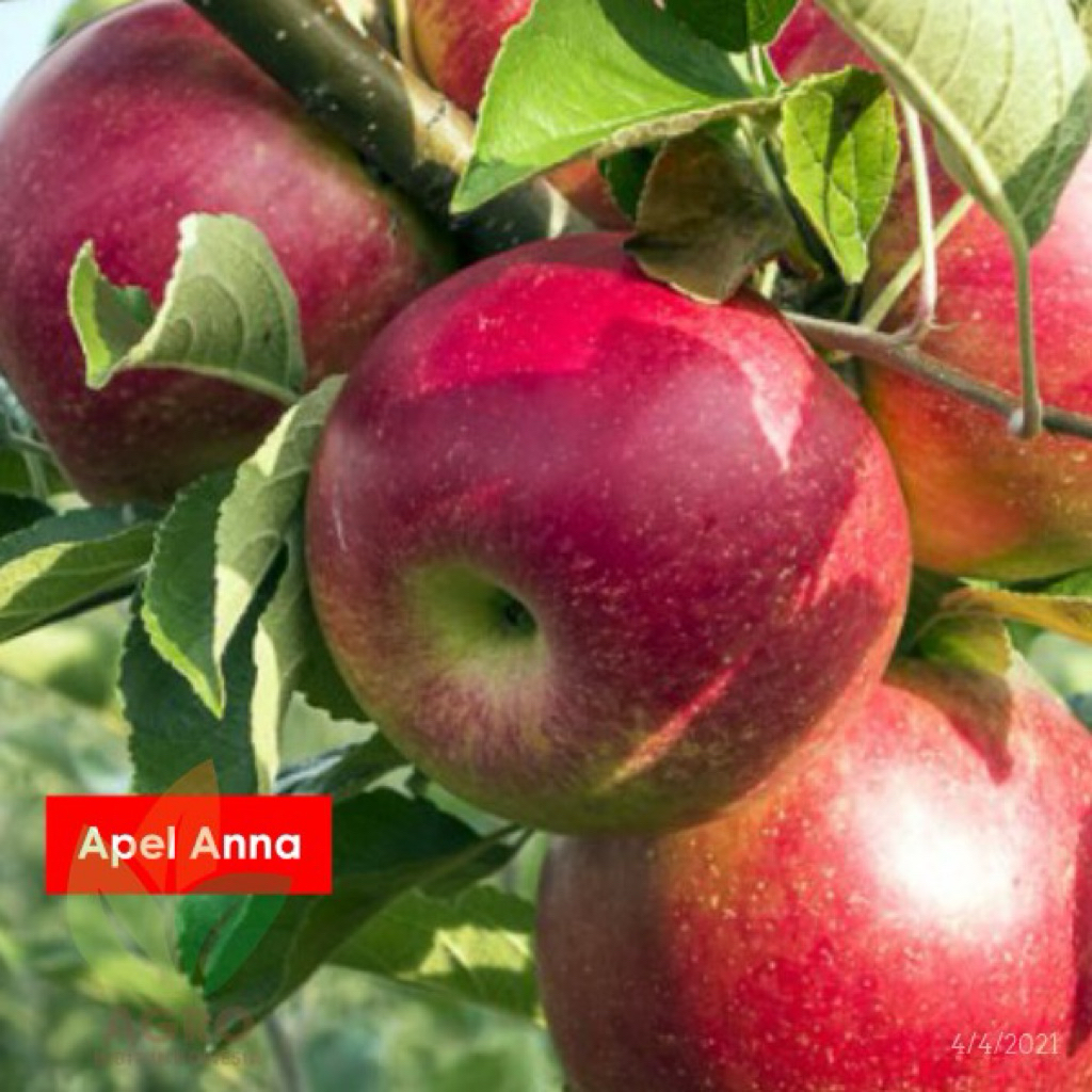 bibit apel anna merah batang besar siap berbuah live