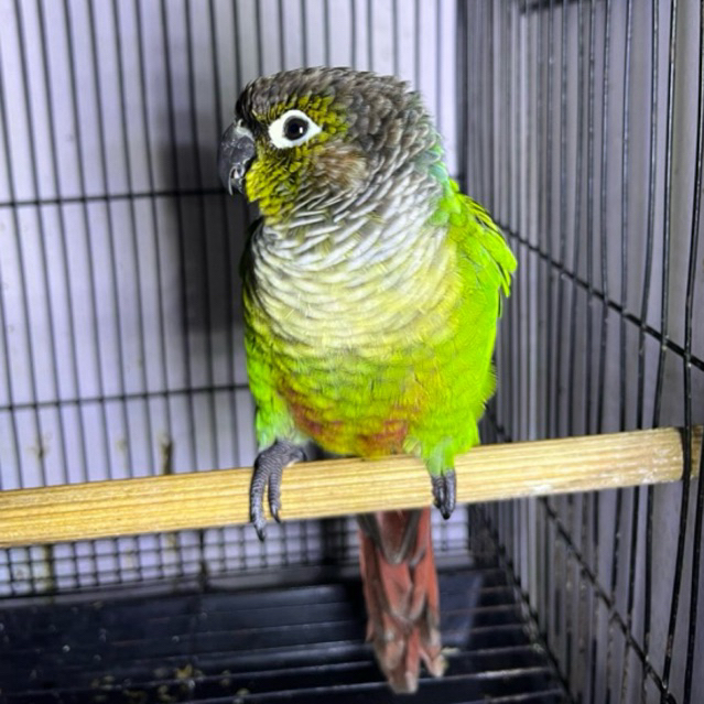 Green Cheek Conure GCC DNA JANTAN